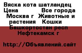 Вяска кота шатландец › Цена ­ 1 000 - Все города, Москва г. Животные и растения » Кошки   . Башкортостан респ.,Нефтекамск г.